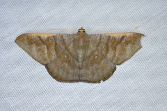 Sphacelodes vulneraria