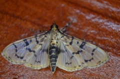 Azochis
