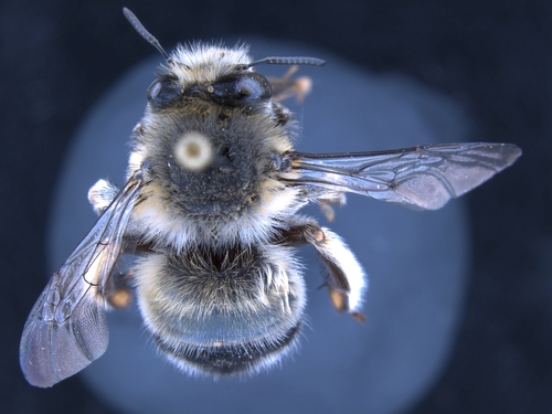 iNaturalist observation photo of Common Digger Bees
