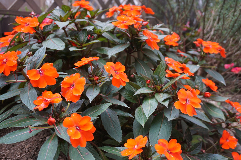 Impatiens hawkeri