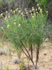 Euryops speciosissimus