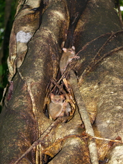 Tarsius spectrumgurskyae