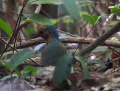 Hydrornis nipalensis