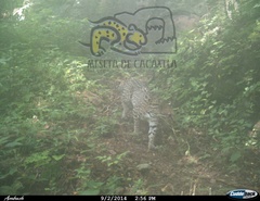 Leopardus pardalis pardalis