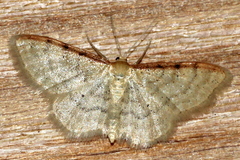 Idaea humiliata