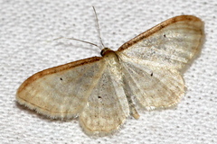Idaea humiliata