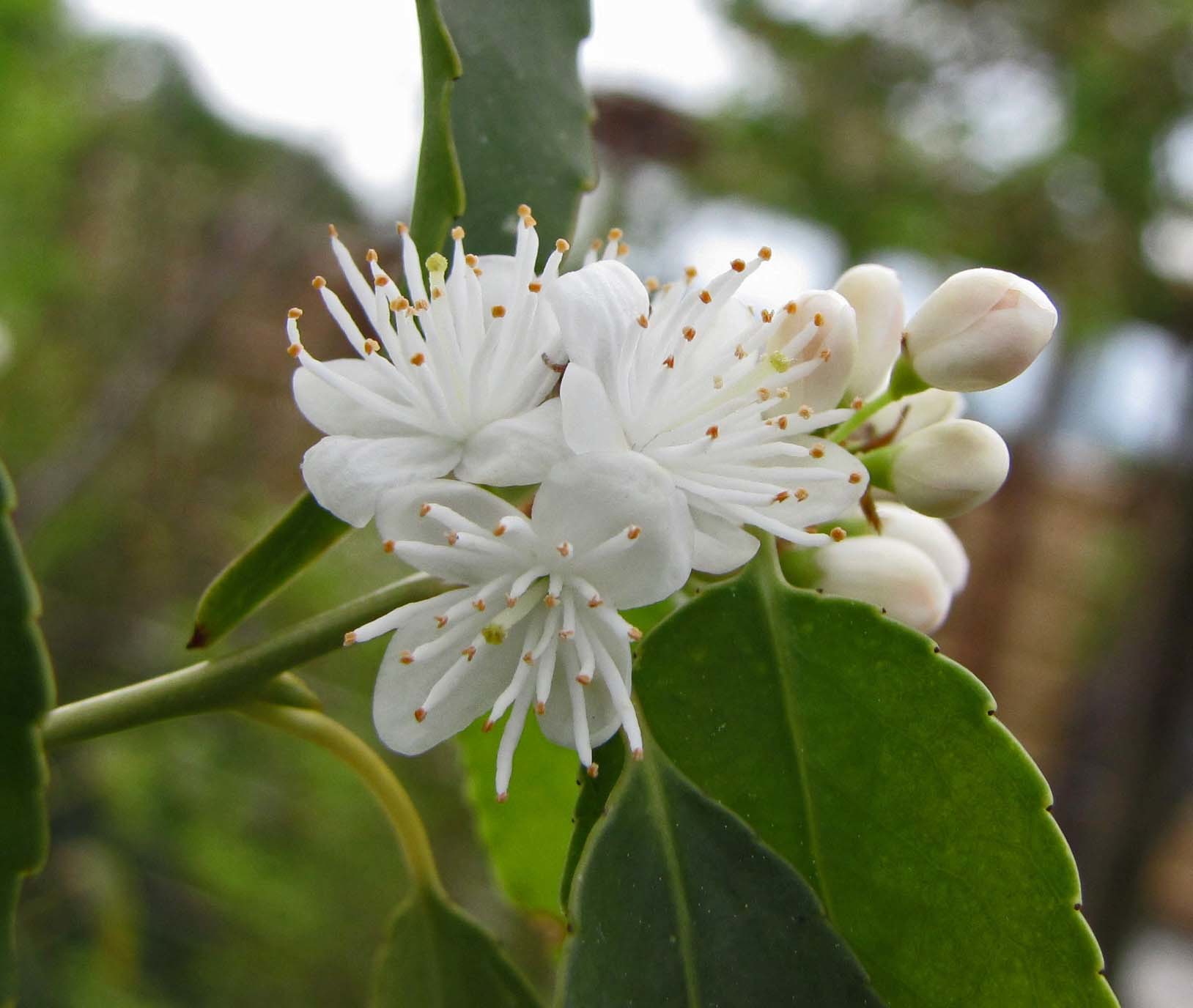 Symplocaceae
