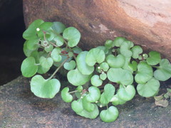 Crassula dentata