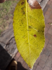 Fraxinus chinensis