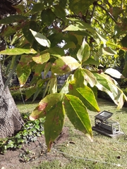 Fraxinus chinensis