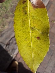 Fraxinus chinensis