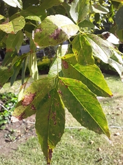 Fraxinus chinensis