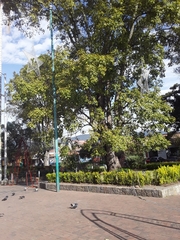 Fraxinus chinensis