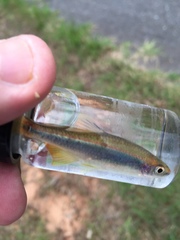 Pteronotropis hypselopterus