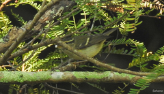 Phylloscopus reguloides