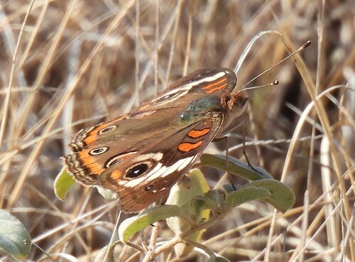 Common Buckeye