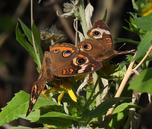 Common Buckeye