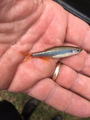 Pteronotropis hypselopterus