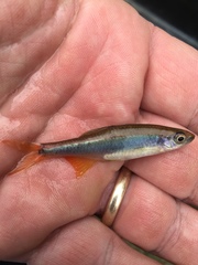 Pteronotropis hypselopterus