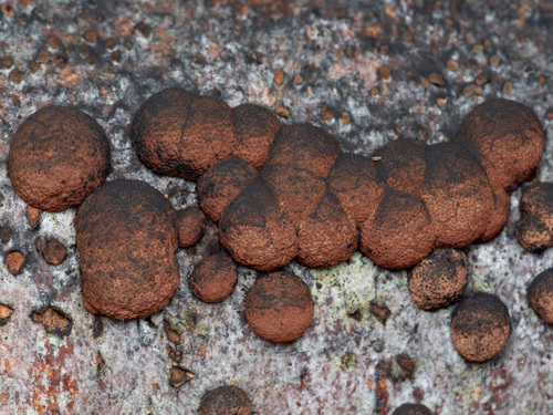 Hypoxylon fragiforme (Pers.) J.Kickx f.