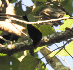 Chalcoparia singalensis