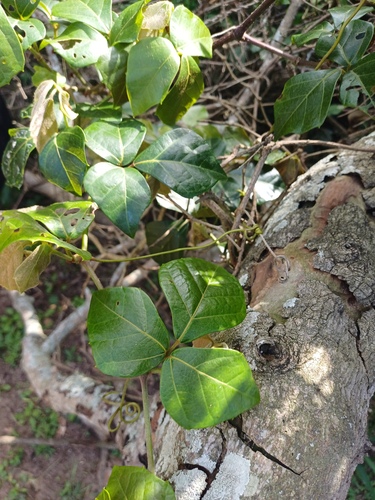 Rhoicissus rhomboidea, photograph 4