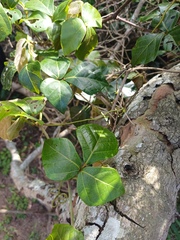 Rhoicissus rhomboidea, photograph (c) Margaret Burger, some rights reserved (CC BY-SA)