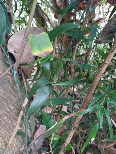 Climbing Bushcane (Flagellaria guineensis)