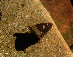 Scobura