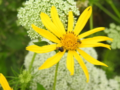 Horciasinus argentinus