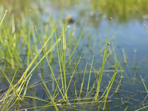 Eleocharis atropurpurea iNat (3)