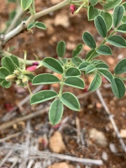 Indigofera ingrata