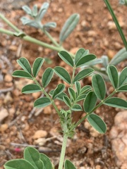 Indigofera ingrata