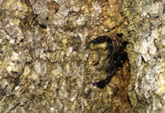 Liocheles