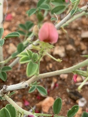 Indigofera ingrata