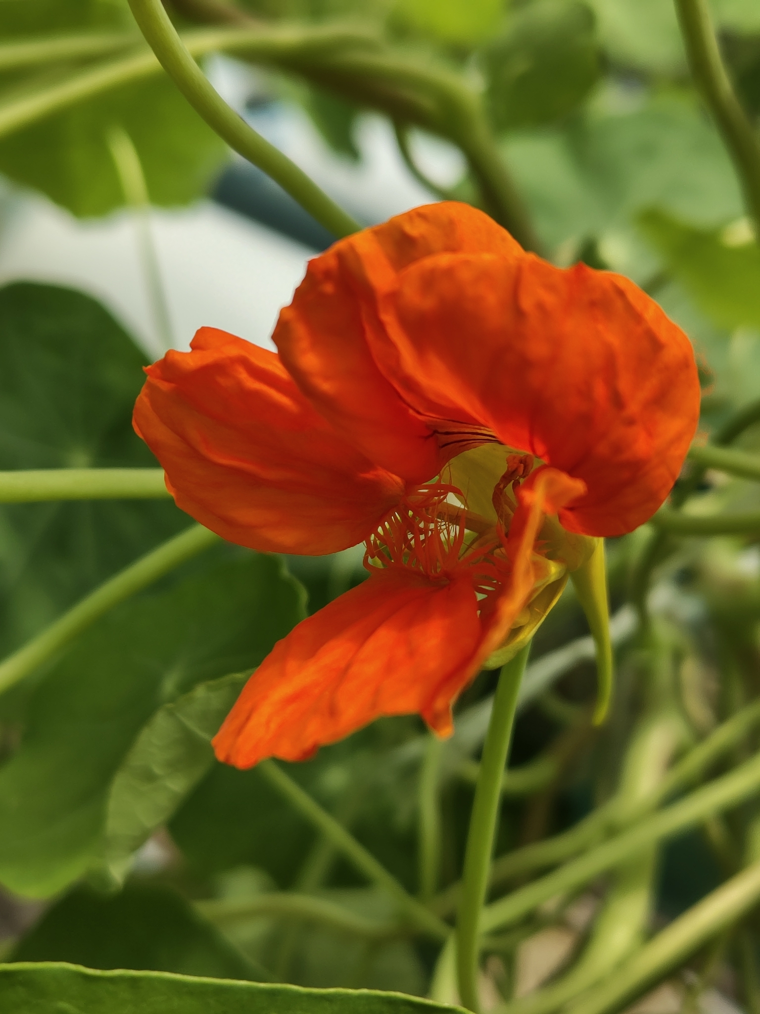 Tropaeolum majus