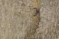 Liocheles
