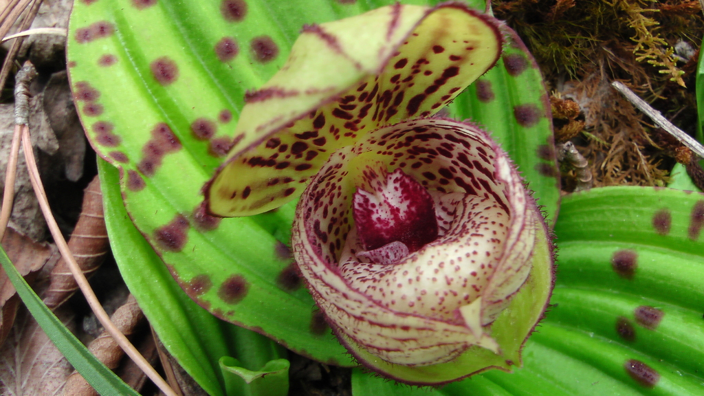 Cypripedium margaritaceum Franch.