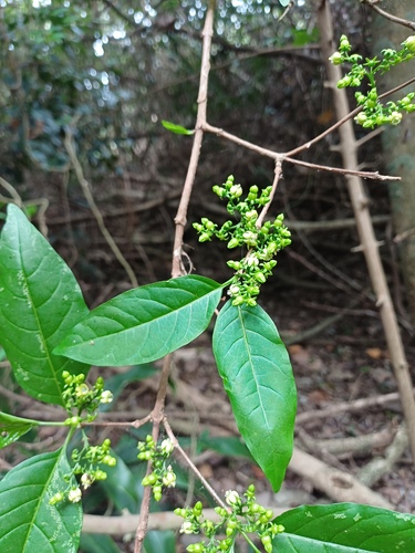 Natal Medlar (Vangueria lasiantha)