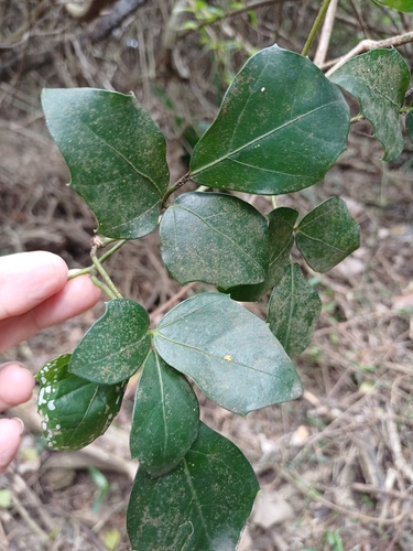 Glossy Forest Grape (Rhoicissus rhomboidea)