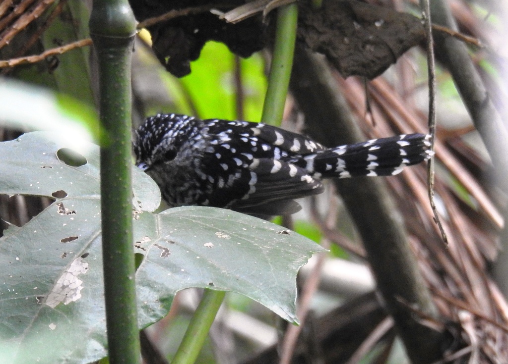 Scaled Antbird