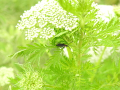 Polemius denticornis