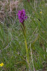 Dactylorhiza incarnata cruenta