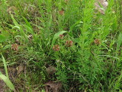 Trifolium reflexum
