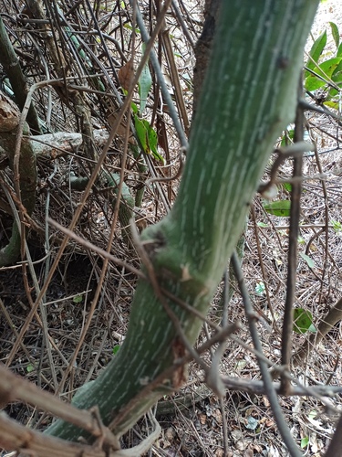snake-climber (Adenia gummifera)