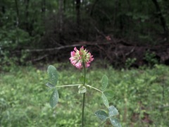 Trifolium reflexum