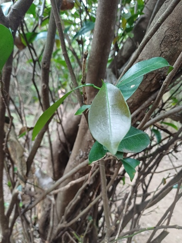 Cavacoa (Cavacoa aurea)