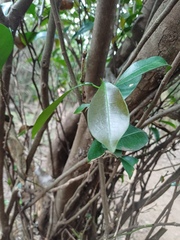 Cavacoa aurea, photograph (c) Margaret Burger, some rights reserved (CC BY-SA)