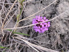 Erysimum pallasii