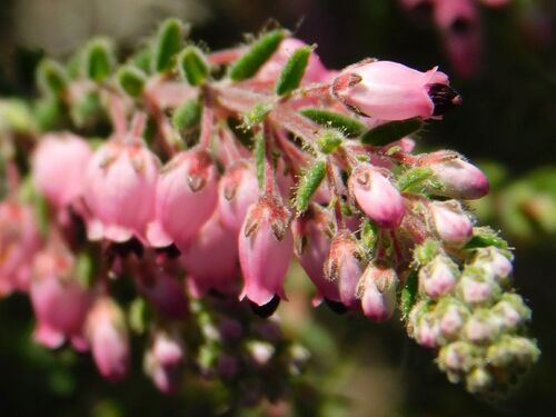 Rough Heath (Erica hirta)